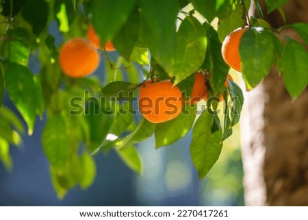 Bitter oranges on a tree in Seville, with selective focus Royalty-Free Stock Photo #2270417261