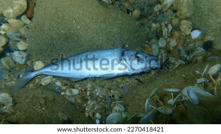 Dead pompano or derbio, silverfish (Trachinotus ovatus) undersea, Aegean Sea, Greece, Halkidiki

