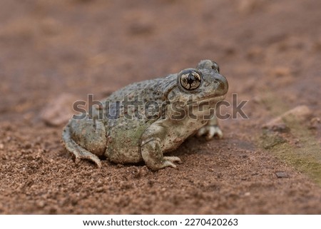 Plains Spadefoot Toad (Spea bombifrons) from S Arizona, USA