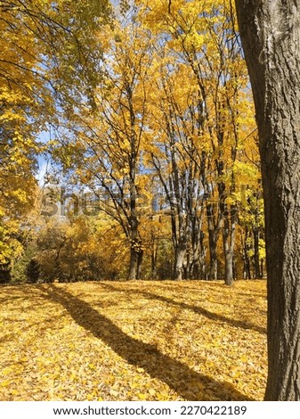 Amazing Autumn forest in Ukraine