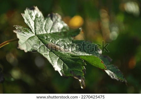 Jesienna przyroda, kolorowe liście, promienie słońca, rosa. Royalty-Free Stock Photo #2270425475