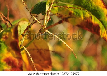 Jesienna przyroda, kolorowe liście, promienie słońca, rosa. Royalty-Free Stock Photo #2270425479
