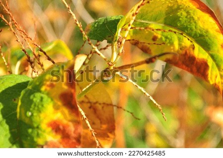Jesienna przyroda, kolorowe liście, promienie słońca, rosa. Royalty-Free Stock Photo #2270425485
