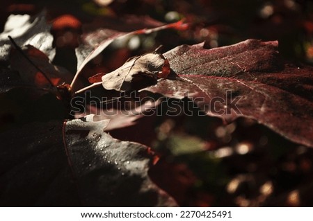 Jesienna przyroda, kolorowe liście, promienie słońca, rosa. Royalty-Free Stock Photo #2270425491