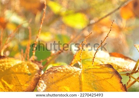 Jesienna przyroda, kolorowe liście, promienie słońca, rosa. Royalty-Free Stock Photo #2270425493