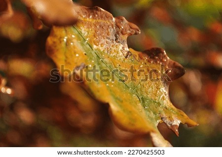 Jesienna przyroda, kolorowe liście, promienie słońca, rosa. Royalty-Free Stock Photo #2270425503