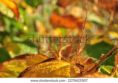 Jesienna przyroda, kolorowe liście, promienie słońca, rosa. Royalty-Free Stock Photo #2270425507