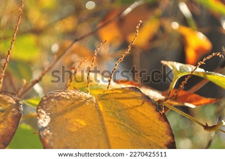 Jesienna przyroda, kolorowe liście, promienie słońca, rosa. Royalty-Free Stock Photo #2270425511