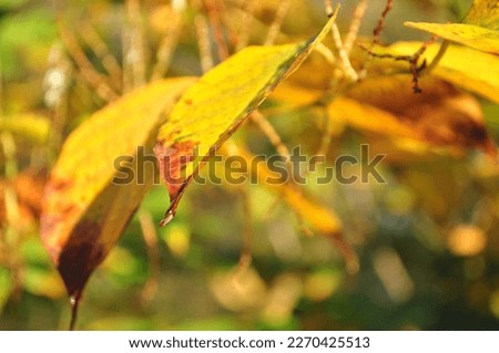 Jesienna przyroda, kolorowe liście, promienie słońca, rosa. Royalty-Free Stock Photo #2270425513