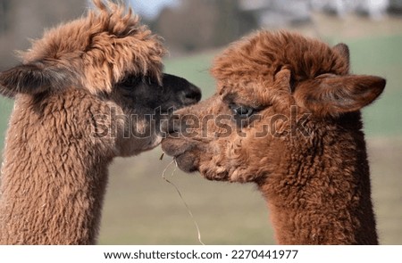 Two brown alpacas with long fur face each other. You can see the heads and necks of the animals. An animal has a blade of grass in its mouth.