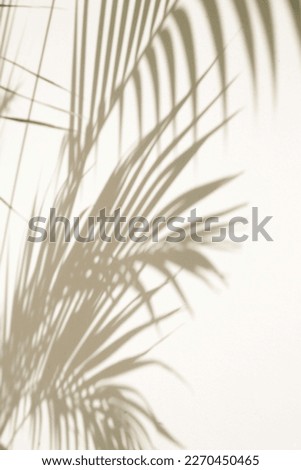 Palm tree shadows on white wall	