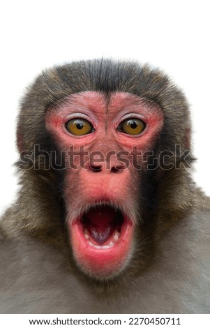 surprised monkey with big eyes isolated on white background