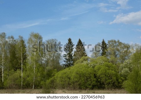 Spring forest landscape with fresh green foliage and blue sky for publication, design, poster, calendar, post, screensaver, wallpaper, postcard, banner, cover, website. High quality photography
