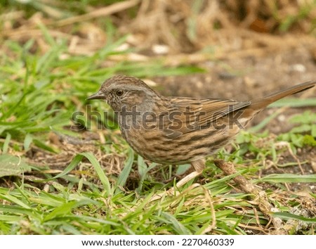 Dunnock in the forest grass foraging for food