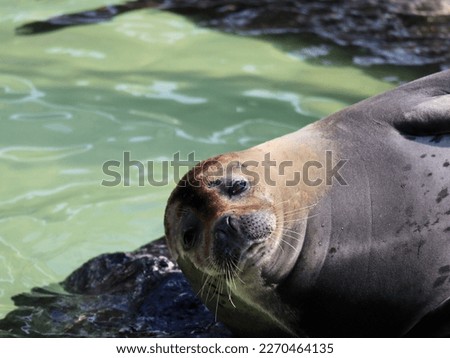 The seal picture took in Korea