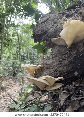 Wild mushroom on the wood