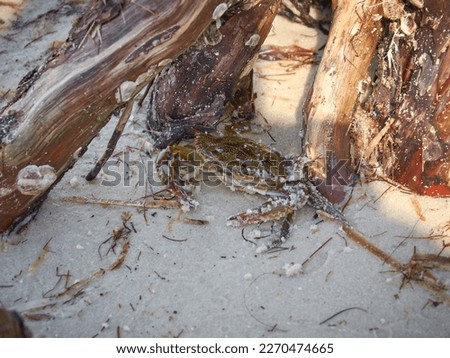 This picture displays marine life. This stunning image captures a beautiful blue crab, a fascinating crustacean, perched among the stumps. Perfect for any nature lover or enthusiast
