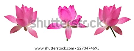 isolated waterlily or lotus plants, bush, flower and leaves with clipping paths. Royalty-Free Stock Photo #2270474695