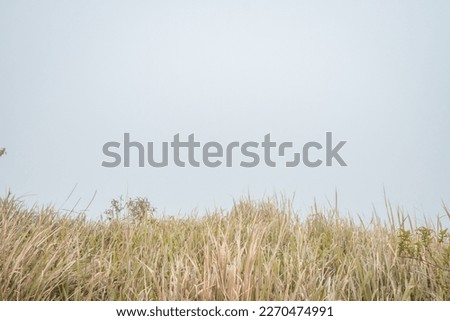 The way going to peak mountain, with Savana and foggy vibes. The photo is suitable to use for adventure content media, nature poster and forest background. Royalty-Free Stock Photo #2270474991