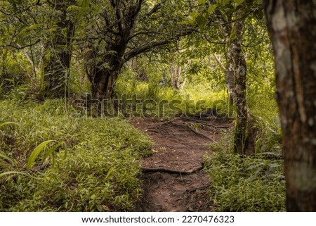 The way going to deep forest when spring time. The photo is suitable to use for adventure content media, nature poster and forest background.