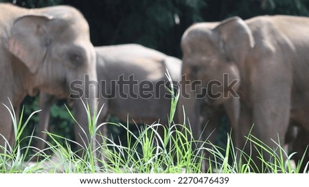 blurred background image of the elephant with the focus on the grass as the foreground