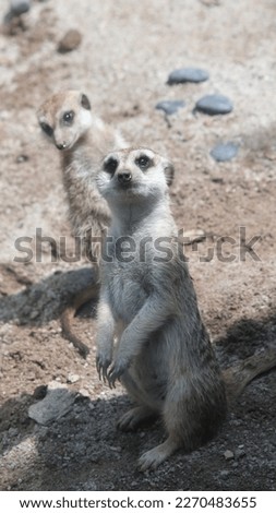 The meerkat or suricate is a small mongoose found in southern Africa. It is characterised by a broad head, large eyes, a pointed snout, long legs, a thin tapering tail