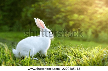 a white rabbit on a green sunset lawn	