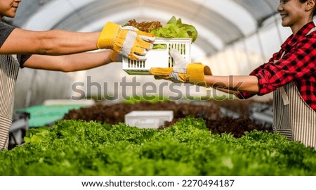 The gardener harvesting lettuce a vegetable growing house in morning.Farmers are picking lettuce to sell. Agriculture, gardener, farm, harvest, vegetable, technology concepts. Royalty-Free Stock Photo #2270494187
