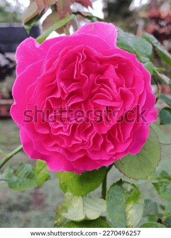 Kate Rose, beautiful flower, garden Royalty-Free Stock Photo #2270496257
