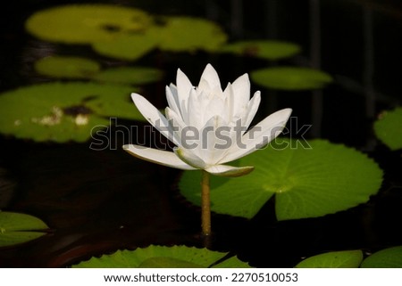 White lotus flower or water lily  in the pond.