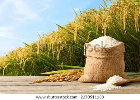 White rice and paddy rice with rice plant background. Royalty-Free Stock Photo #2270511133