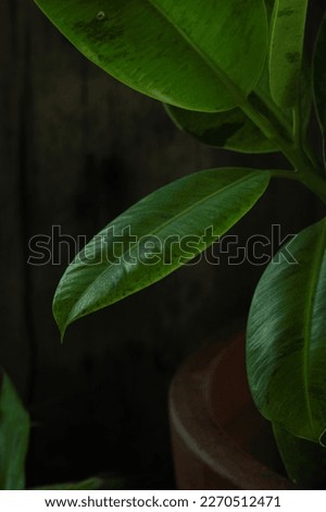 Ficus leaves pr fiscus shivereaba on dark background. daun canti