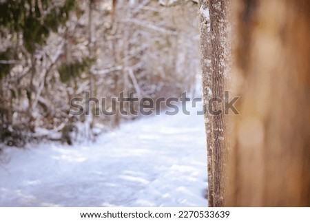 Snowy Pathway in Winter Wonderland Forest