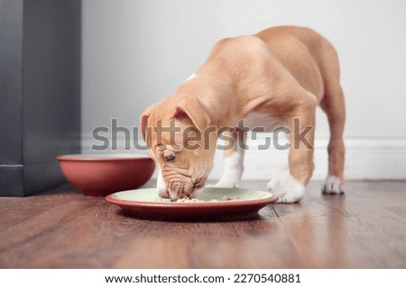 Hungry puppy eating kibbles while standing in plate with food in kitchen. Prevent guarding food behavior of puppy dog. 9 weeks old, short hair female Boxer Pitbull mix breed. Selective focus. Royalty-Free Stock Photo #2270540881