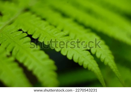Green leaf of fern in the nature