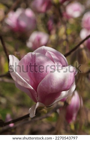 Bright pink close-up magnolia flower on blossom tree, spring bouquet background