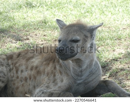 Masai Mara National Park hyena