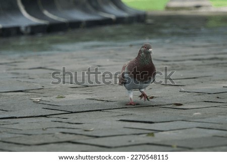 Jakarta, Indonesia - March 5, 2023 : Pigeons are eating corn which was fed by visitors to suropati park jakarta