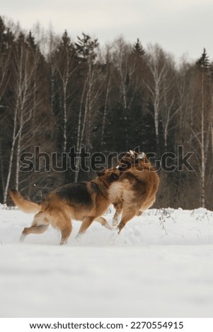 Australian and German Shepherd active and energetic dog breeds. Concept pets have fun in nature without people. Game tug of war. Two dogs best friends playing in winter snow park together.