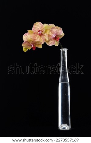 branch of pink and yellow orchids with stem in vase on black background