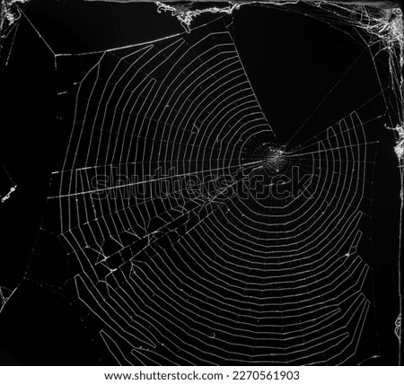 Spider web in macro detail, illuminated by morning sunlight with totally black background in black and white Royalty-Free Stock Photo #2270561903