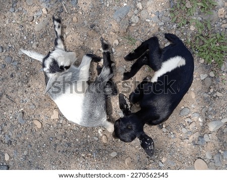 goat kids lying in the hot sun, this goat is a type of village goat
