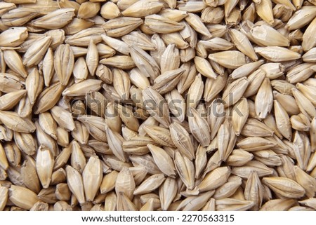 Close up of barley grain seeds isolated on background
