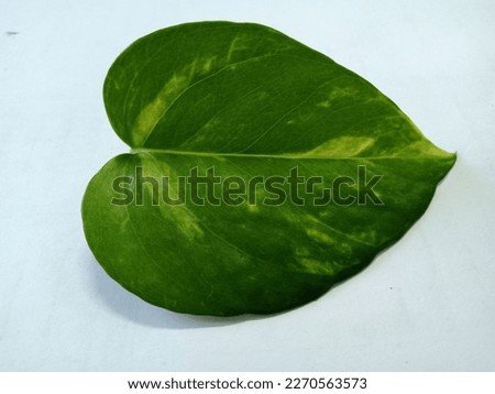 picture of a sheet of betel leaf