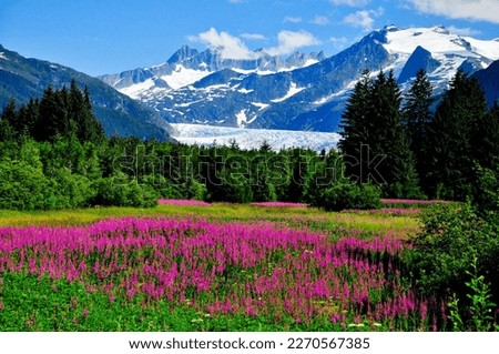  Scenery, Mountains, Lupines, Alaska, Trees, Shrubs - Rare Gallery HD Wallpaper Royalty-Free Stock Photo #2270567385