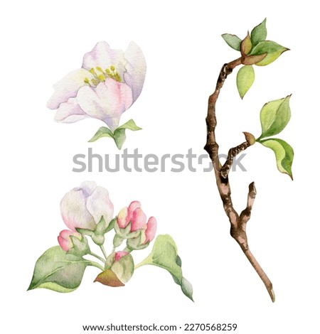 Hand drawn watercolor composition with apple blossom on branches, green leaves, white and pink flowers. Isolated object on white background. Design for wall art, wedding, print, fabric, cover, card