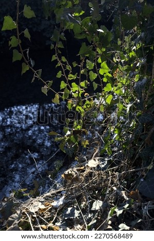 Ivy  plant by the shore of a stream of water lit by the sun seen up close