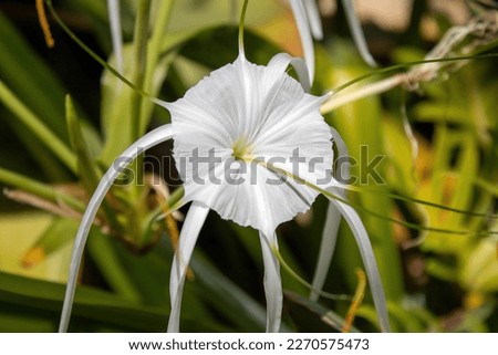 The closeup picture of Beach Spider lily that shows beautiful color mix between white and green. 