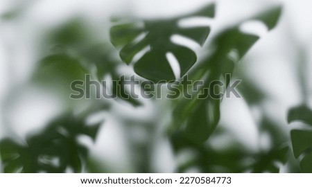 Monstera leaves behind Frosted glass  Royalty-Free Stock Photo #2270584773