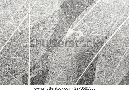 Close up of fiber structure of dry leaves texture background. Cell patterns of Skeletons leaves, Leaf veins abstract background for creative banner design or greeting card Royalty-Free Stock Photo #2270585353